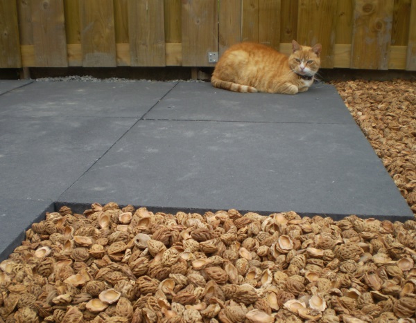 recensie-tuin-kat.jpg